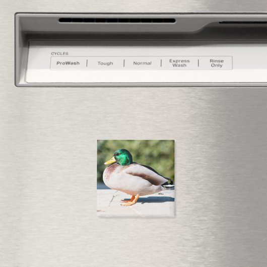 Mallard Drake Magneet (Insitu (Vaatwasser))