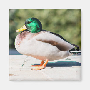 Mallard Drake Magneet