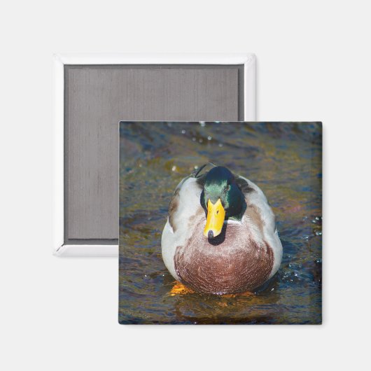 Mallard Drake Magneet (Voorkant / Achterkant)