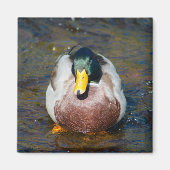 Mallard Drake Magneet (Voorkant)