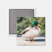 Mallard Drake Magneet (Voorkant / Achterkant)