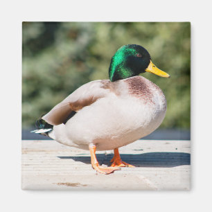 Mallard Drake Magneet