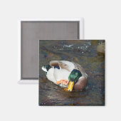 Mallard Drake Magneet (Voorkant / Achterkant)