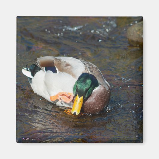 Mallard Drake Magneet (Voorkant)