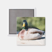 Mallard Drake Magneet (Voorkant / Achterkant)