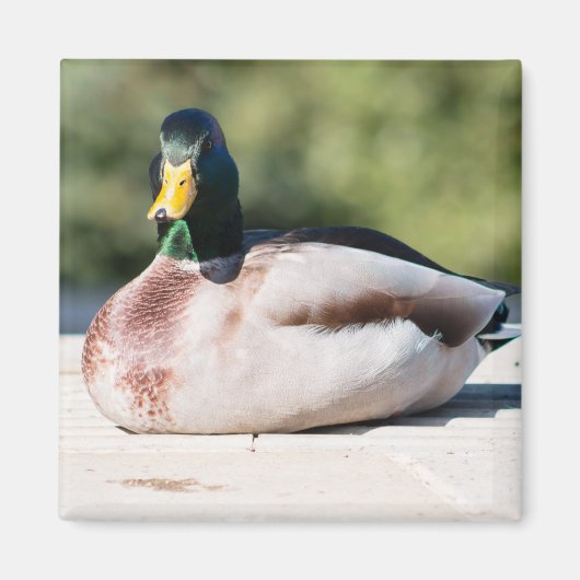 Mallard Drake Magneet (Voorkant)