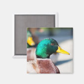 Mallard Drake Magneet (Voorkant / Achterkant)