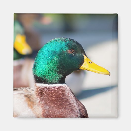 Mallard Drake Magneet (Voorkant)