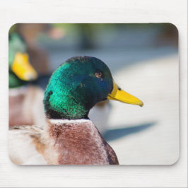 Mallard Drake Muismat