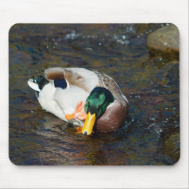 Mallard Drake Muismat