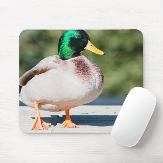 Mallard Drake Muismat (Met muis)