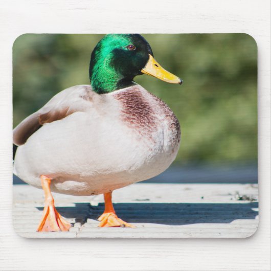 Mallard Drake Muismat (Voorkant)