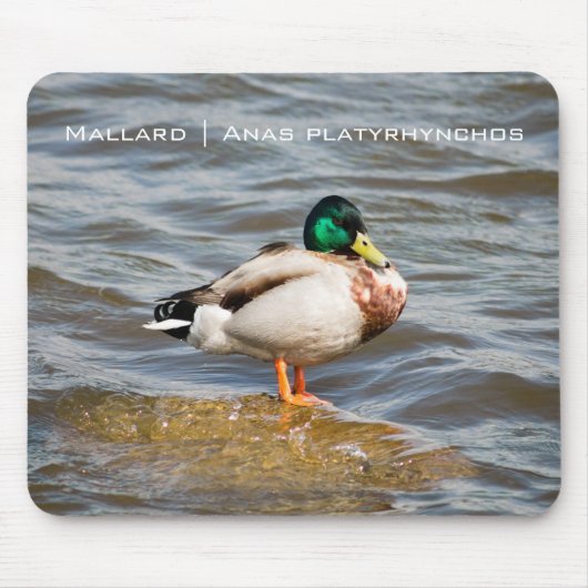 Mallard Drake Muismat (Voorkant)