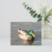 Mallard Drake Post Card Briefkaart (Staand voorkant)