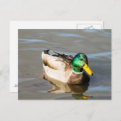 Mallard Drake Post Card Briefkaart (Voorkant / Achterkant)