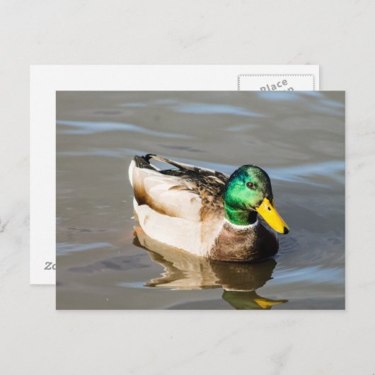 Mallard Drake Post Card Briefkaart (Voorkant / Achterkant)