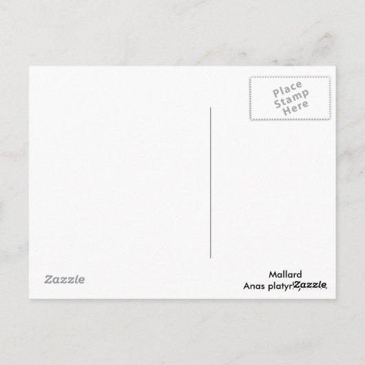 Mallard Drake Post Card Briefkaart (Achterkant)