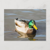 Mallard Drake Post Card Briefkaart (Voorkant)