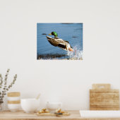 Mallard Drake Poster (Keuken)