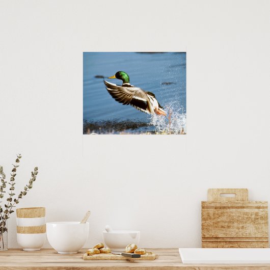 Mallard Drake Poster (Keuken)