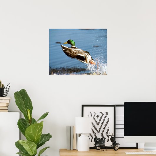 Mallard Drake Poster (Thuiskantoor)
