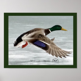 Mallard Drake tijdens de vlucht Poster