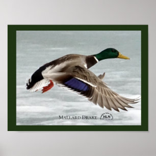 Mallard Drake tijdens de vlucht Poster