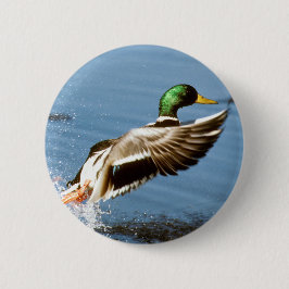 Mallard Drake vliegt Ronde Button 5,7 Cm