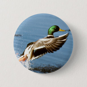 Mallard Drake vliegt Ronde Button 5,7 Cm