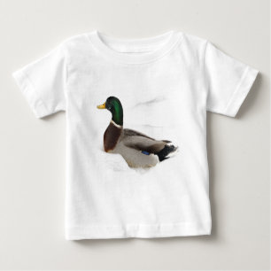 Mallard Duck