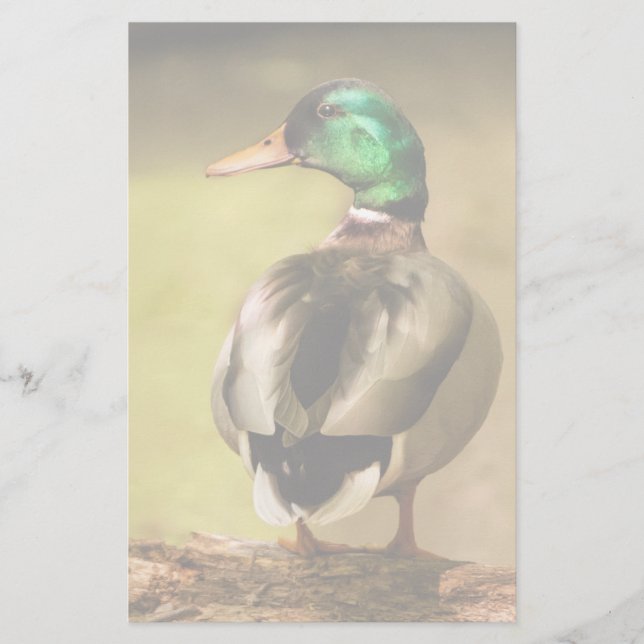Mallard Duck (Voorkant)