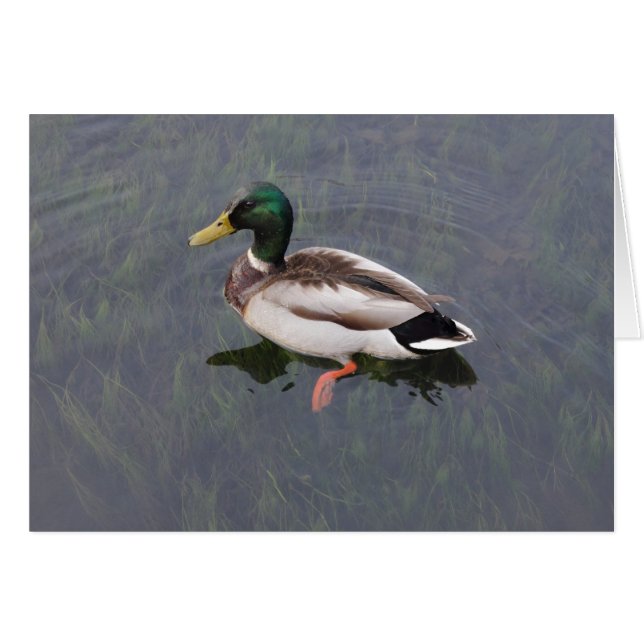 Mallard Duck (Voorkant Horizontaal)