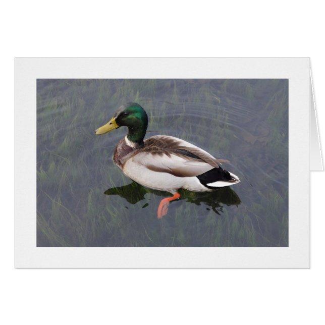 Mallard Duck (Voorkant Horizontaal)