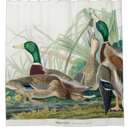Mallard Duck, 1834, Uit de vogels van Amerika Douchegordijn