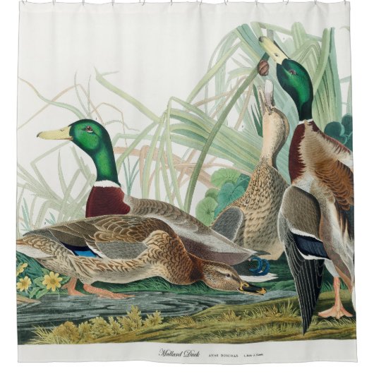 Mallard Duck, 1834, Uit de vogels van Amerika Douchegordijn (Voorkant)