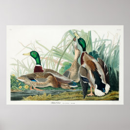 Mallard Duck, 1834, Uit de vogels van Amerika Poster