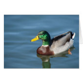 Mallard Duck All Occasions Wenskaart (Voorkant Horizontaal)