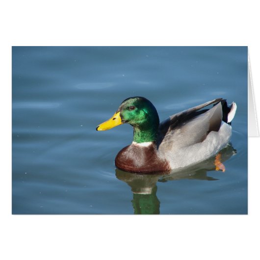 Mallard Duck All Occasions Wenskaart (Voorkant Horizontaal)