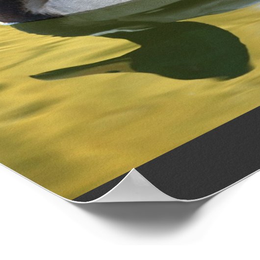  Mallard Duck Art Print Poster (Hoek)