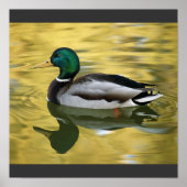  Mallard Duck Art Print Poster (Voorkant)
