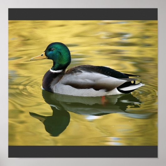 Mallard Duck Art Print Poster (Voorkant)