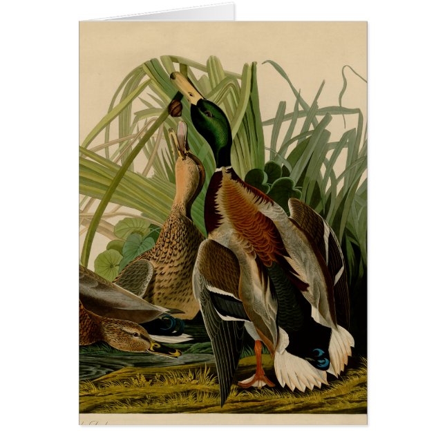Mallard Duck Audubon Bird Painting (Voorkant)