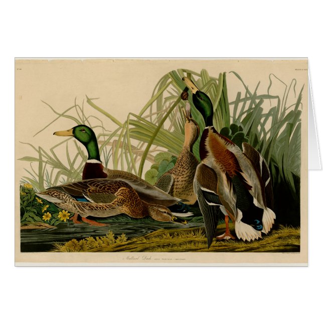 Mallard Duck Audubon Bird Painting (Voorkant Horizontaal)