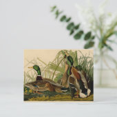 Mallard Duck Audubon Bird Painting Briefkaart (Staand voorkant)