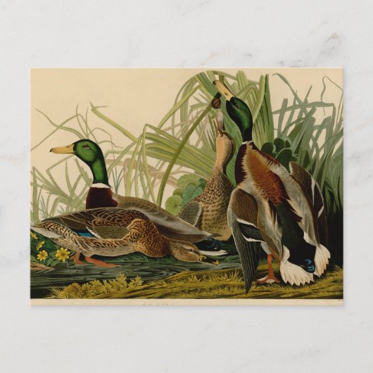 Mallard Duck Audubon Bird Painting Briefkaart (Voorkant)