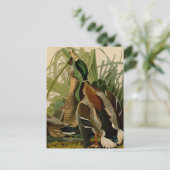 Mallard Duck Audubon Bird Painting Briefkaart (Staand voorkant)