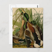 Mallard Duck Audubon Bird Painting Briefkaart (Voorkant / Achterkant)