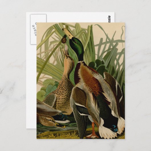 Mallard Duck Audubon Bird Painting Briefkaart (Voorkant / Achterkant)