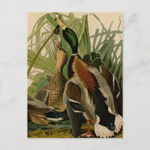 Mallard Duck Audubon Bird Painting Briefkaart