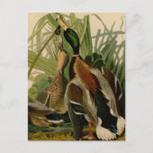Mallard Duck Audubon Bird Painting Briefkaart (Voorkant)